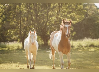 Mustang (kanadisch), Hengst, 3 Jahre, 154 cm, Schecke