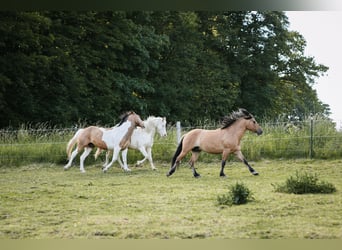 Mustang (kanadisch), Hengst, 3 Jahre, 154 cm, Schecke