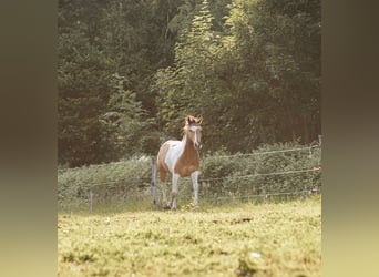 Mustang (kanadisch), Hengst, 3 Jahre, 154 cm, Schecke