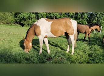 Mustang (kanadisch), Hengst, 3 Jahre, 154 cm, Schecke