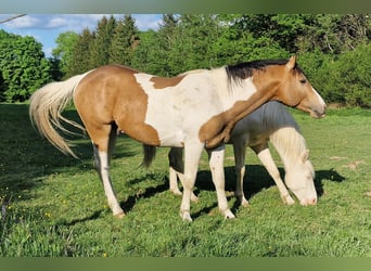 Mustang (kanadisch), Hengst, 3 Jahre, 154 cm, Schecke