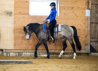 Mustang (kanadisch), Hengst, 8 Jahre, 156 cm, Buckskin