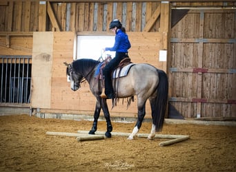 Mustang (kanadisch), Hengst, 8 Jahre, 156 cm, Buckskin