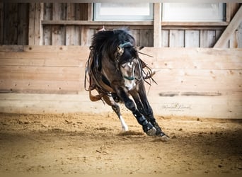 Mustang (kanadisch), Hengst, 8 Jahre, 156 cm, Buckskin