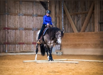Mustang (kanadisch), Hengst, 8 Jahre, 156 cm, Buckskin