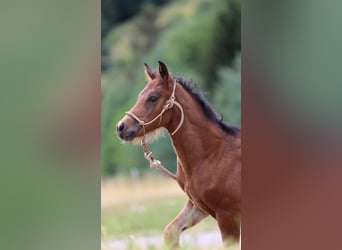 Mustang (kanadisch) Mix, Hengst, Fohlen (05/2026), 148 cm, Brauner