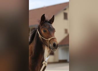 Mustang (kanadisch) Mix, Hengst, Fohlen (05/2026), 148 cm, Brauner