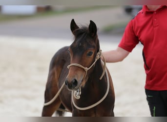 Mustang (kanadisch) Mix, Hengst, Fohlen (05/2026), 148 cm, Brauner