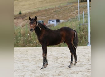 Mustang (kanadisch) Mix, Hengst, Fohlen (05/2026), 148 cm, Brauner