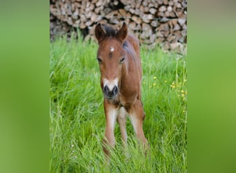 Mustang (kanadisch) Mix, Hengst, Fohlen (05/2026), 148 cm, Brauner