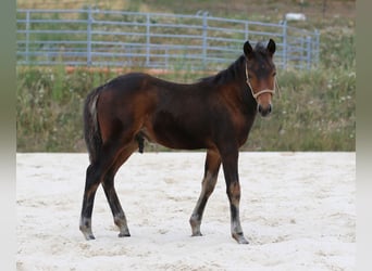 Mustang (kanadisch) Mix, Hengst, Fohlen (05/2026), 148 cm, Brauner