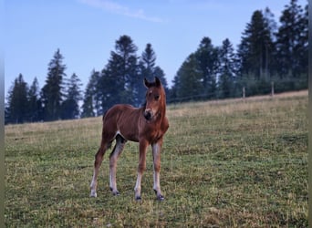 Mustang (kanadisch) Mix, Hengst, Fohlen (05/2026), 148 cm, Brauner