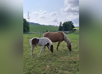 Mustang (kanadisch), Hengst, , 153 cm, Schecke