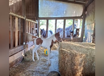 Mustang (kanadisch), Hengst, , 153 cm, Schecke