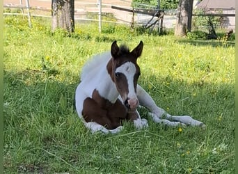 Mustang (kanadisch), Hengst, , 153 cm, Schecke
