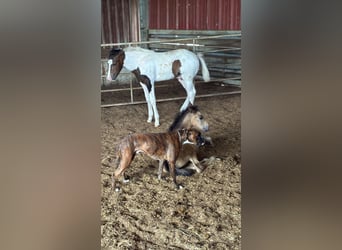 Mustang (kanadisch), Hengst, , 153 cm, Schecke