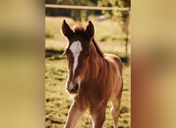 Mustang (kanadisch), Hengst, , 156 cm, Brauner