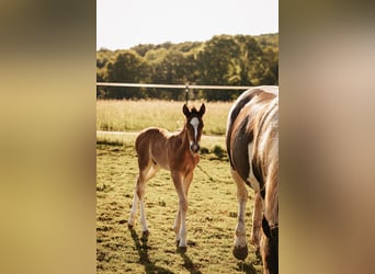 Mustang (kanadisch), Hengst, , 156 cm, Brauner