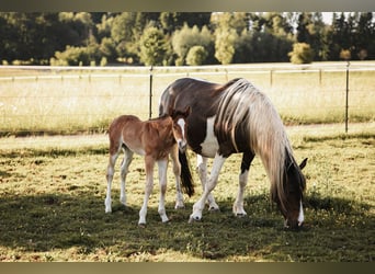 Mustang (kanadisch), Hengst, , 156 cm, Brauner