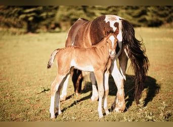 Mustang (kanadisch), Hengst, , 156 cm, Brauner