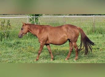Mustang (kanadisch), Stute, 12 Jahre, 153 cm, Dunkelfuchs