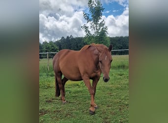 Mustang (kanadisch), Stute, 12 Jahre, 153 cm, Dunkelfuchs