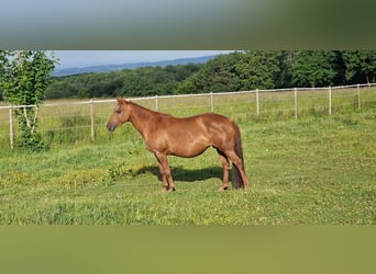 Mustang (kanadisch), Stute, 12 Jahre, 153 cm, Dunkelfuchs