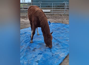 Mustang (kanadisch) Mix, Stute, 1 Jahr, 153 cm, Fuchs