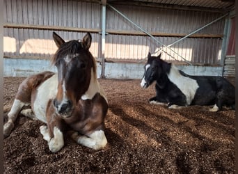 Mustang (kanadisch), Stute, 1 Jahr, 155 cm