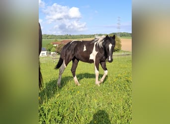 Mustang (kanadisch) Mix, Stute, 1 Jahr, 160 cm, Tobiano-alle-Farben