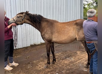 Mustang (kanadisch) Mix, Stute, 2 Jahre, Buckskin