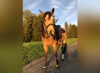 Mustang (kanadisch), Stute, 6 Jahre, 154 cm, Buckskin