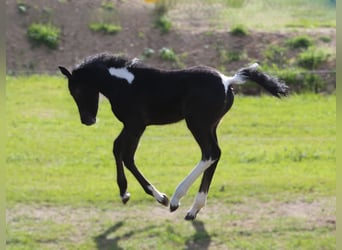 Mustang (kanadisch) Mix, Stute, , 148 cm, Rappschimmel