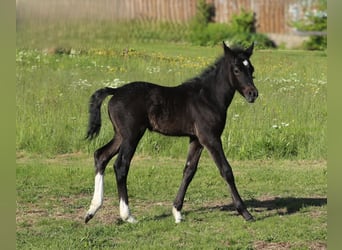 Mustang (kanadisch) Mix, Stute, , 148 cm, Rappschimmel
