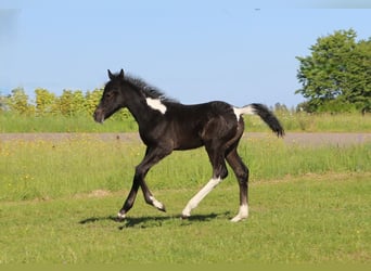 Mustang (kanadisch) Mix, Stute, , 148 cm, Rappschimmel