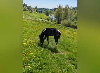 Mustang (kanadisch) Mix, Stute, , 148 cm, Rappschimmel