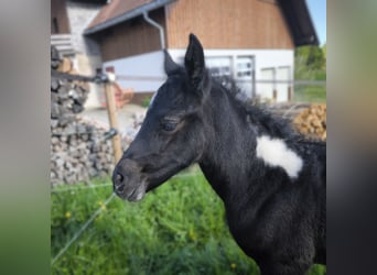 Mustang (kanadisch) Mix, Stute, , 148 cm, Rappschimmel