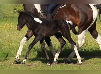 Mustang (kanadisch) Mix, Stute, , 148 cm, Rappschimmel