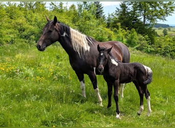 Mustang (kanadisch) Mix, Stute, , 148 cm, Rappschimmel