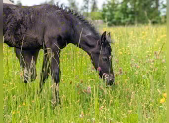 Mustang (kanadisch) Mix, Stute, , 148 cm, Rappschimmel