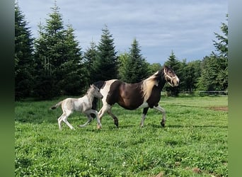 Mustang (kanadisch), Stute, Fohlen (05/2026), 153 cm, Tobiano-alle-Farben