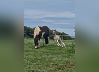 Mustang (kanadisch), Stute, Fohlen (05/2026), 153 cm, Tobiano-alle-Farben