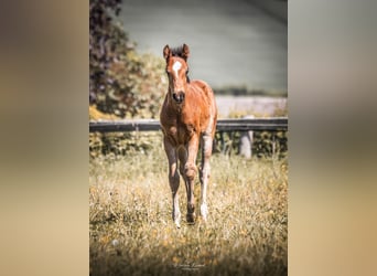Mustang (kanadisch) Mix, Stute, Fohlen (04/2026), 154 cm, Brauner