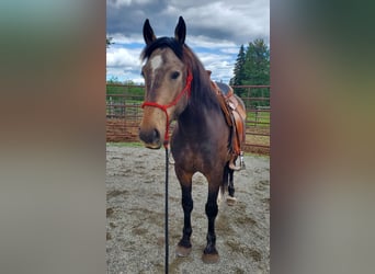 Mustang (kanadisch), Wallach, 4 Jahre, 153 cm, Buckskin