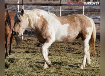 Mustang, Klacz, 10 lat, 153 cm, Tovero wszelkich maści