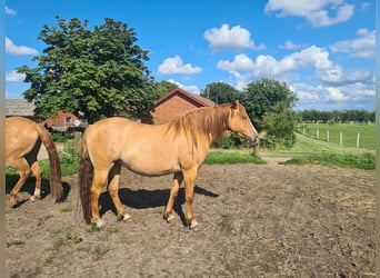 Mustang, Klacz, 10 lat, 155 cm, Bułana