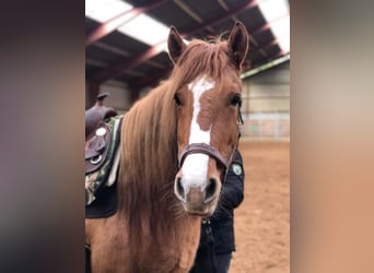 Mustang, Klacz, 10 lat, 155 cm, Bułana