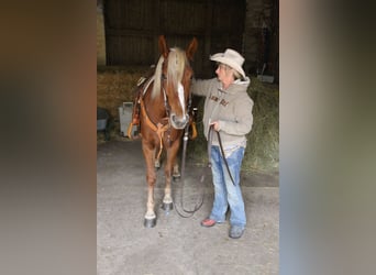 Mustang, Klacz, 10 lat, 155 cm, Izabelowata
