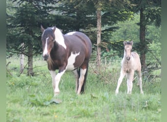 Mustang, Klacz, 12 lat, 147 cm, Tobiano wszelkich maści