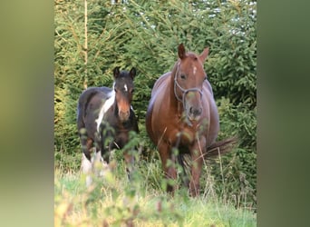 Mustang, Klacz, 12 lat, 153 cm, Ciemnokasztanowata